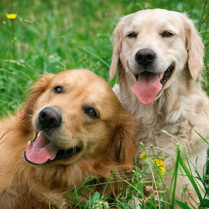 Dog Daycare Church Fenton, Sherburn, South Milford, Tadcaster, Aberford, Micklefield, Garforth, Selby