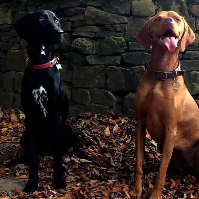 Doggy Daycare for Additional Dogs